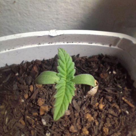 Maçã growlog timeline photo