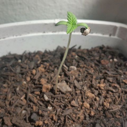 Maçã growlog timeline photo