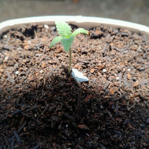 Maçã growlog photo: Planta estiolou demais e dobrou o caulezim, coitadinha ;(