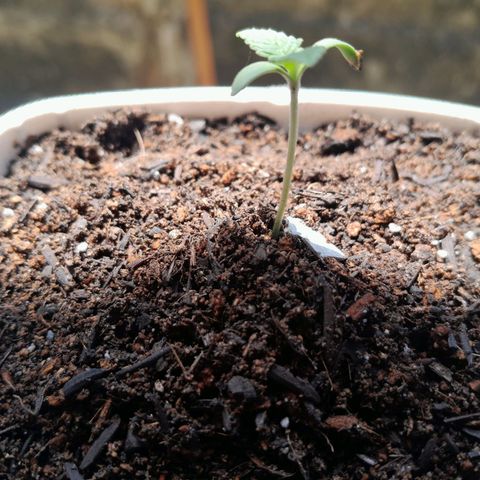 Maçã growlog photo: Planta estiolou demais e dobrou o caulezim, coitadinha ;(