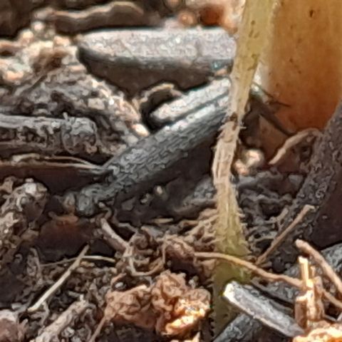 Maçã growlog photo: Planta estiolou demais e dobrou o caulezim, coitadinha ;(