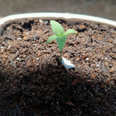 Maçã growlog photo: Planta estiolou demais e dobrou o caulezim, coitadinha ;(