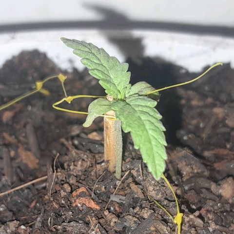 Maçã growlog photo: Plantinha tá de muleta agora... 🫠