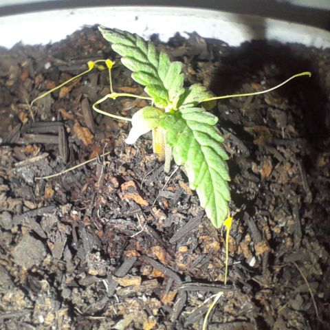 Maçã growlog photo: Plantinha tá de muleta agora... 🫠