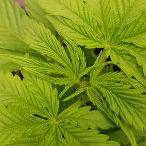 Gelat.OG growlog photo