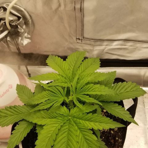 Gelat.OG growlog photo