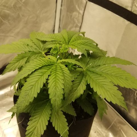 Gelat.OG growlog photo