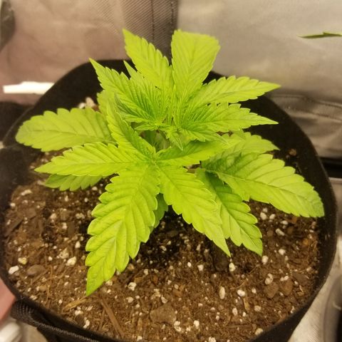 Gelat.OG growlog photo