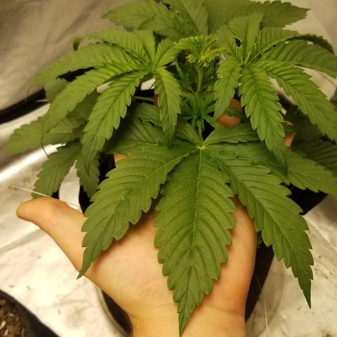 Gelat.OG growlog photo
