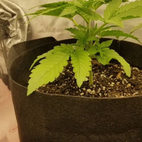 Gelat.OG growlog photo: LST started today 