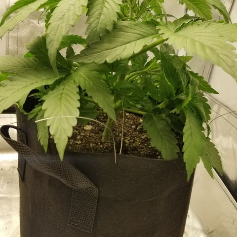 Gelat.OG growlog photo: LST started today 