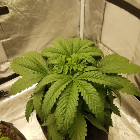 Gelat.OG growlog timeline photo