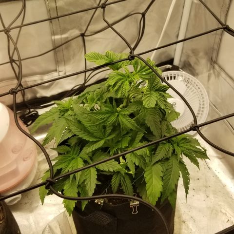 Gelat.OG growlog timeline photo