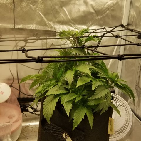 Gelat.OG growlog timeline photo