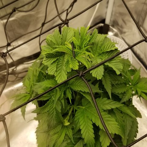 Gelat.OG growlog timeline photo