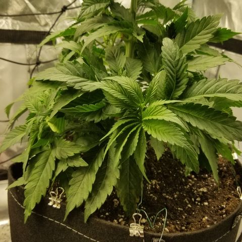 Gelat.OG growlog timeline photo