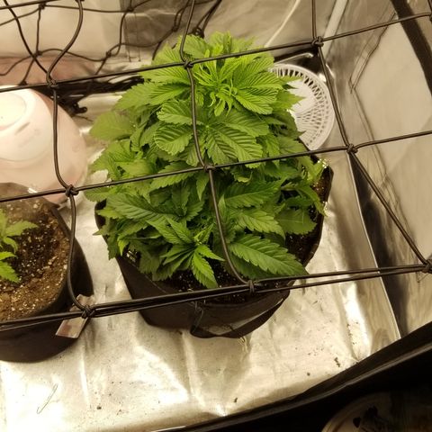 Gelat.OG growlog timeline photo