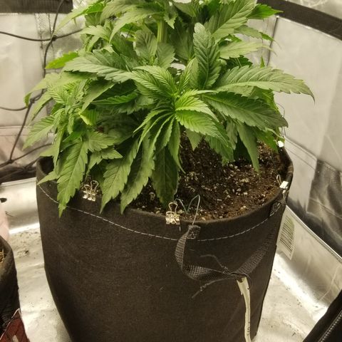 Gelat.OG growlog timeline photo