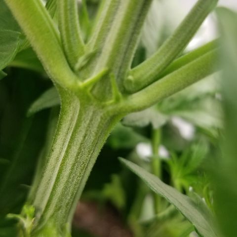 Gelat.OG growlog photo: First sign of sex 