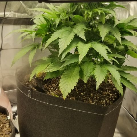 Gelat.OG growlog timeline photo