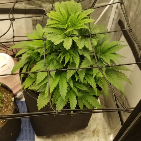 Gelat.OG growlog timeline photo