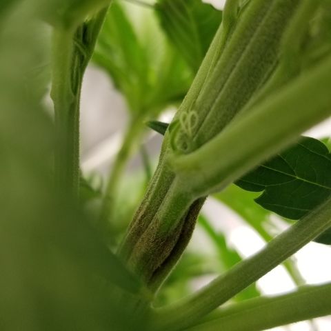 Gelat.OG growlog photo: Pre flower 