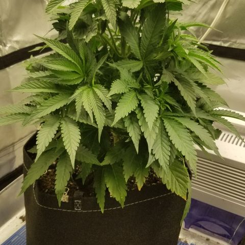 Gelat.OG growlog photo: Before and after lst and defoliation 