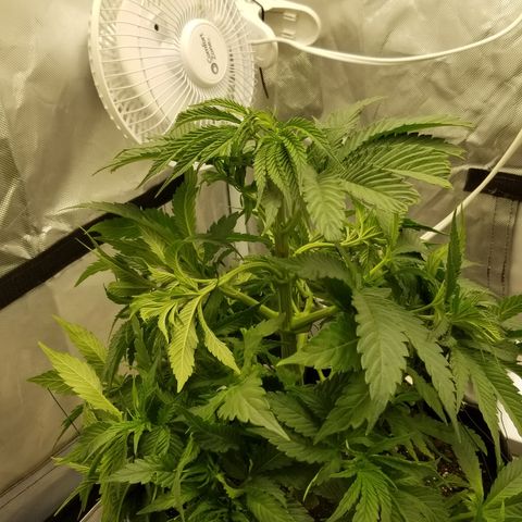 Gelat.OG growlog photo: Before and after lst and defoliation 