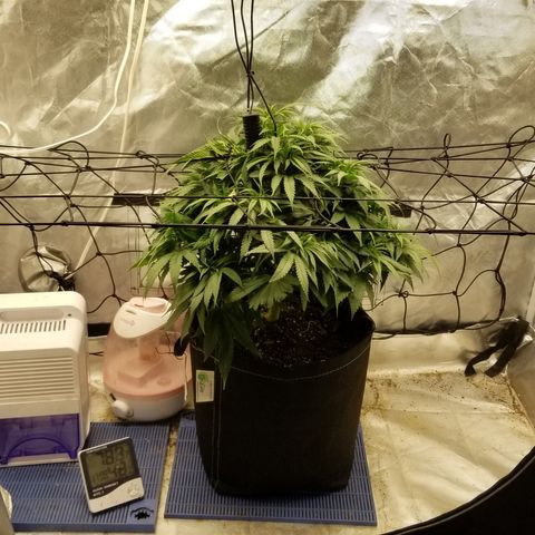 Gelat.OG growlog timeline photo