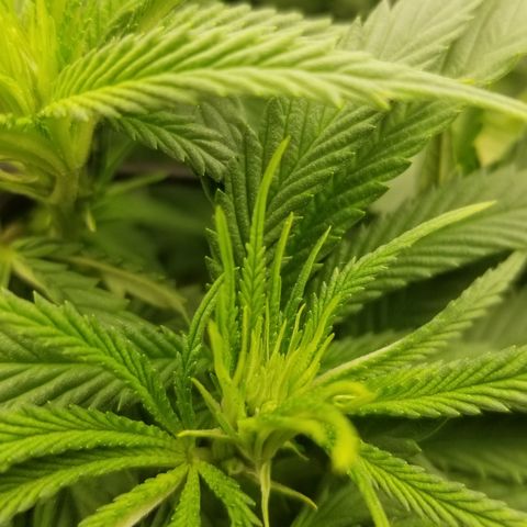 Gelat.OG growlog photo: After the first week of flower its gotten noticable bigger still no smell excited for more stretching really wanna fill the whole tent 