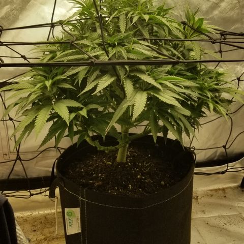 Gelat.OG growlog photo: After the first week of flower its gotten noticable bigger still no smell excited for more stretching really wanna fill the whole tent 