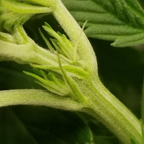 Gelat.OG growlog photo: After the first week of flower its gotten noticable bigger still no smell excited for more stretching really wanna fill the whole tent 