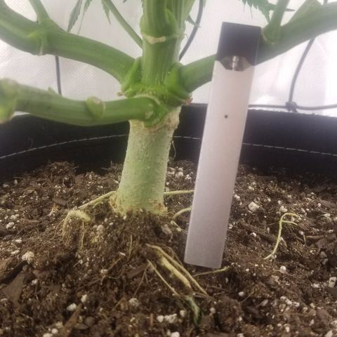 Gelat.OG growlog timeline photo