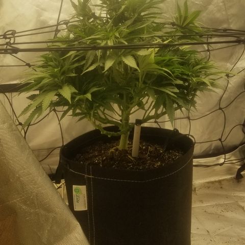 Gelat.OG growlog timeline photo