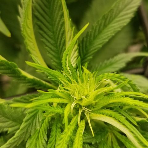 Gelat.OG growlog photo: End week 2 of flower looking beautiful 