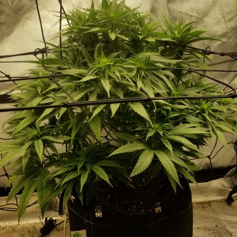 Gelat.OG growlog photo: End week 2 of flower looking beautiful 
