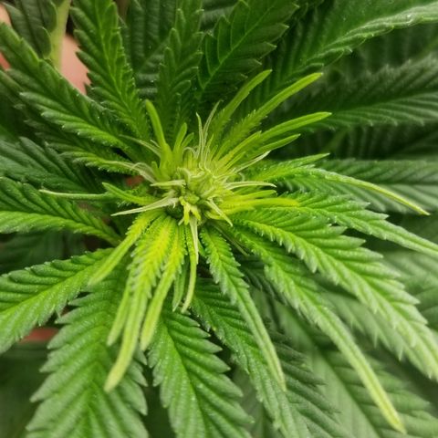 Gelat.OG growlog photo: End week 2 of flower looking beautiful 