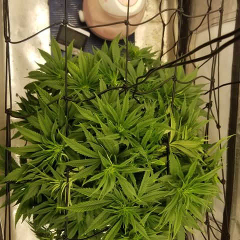 Gelat.OG growlog timeline photo