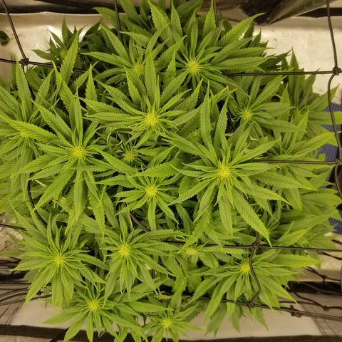 Gelat.OG growlog timeline photo