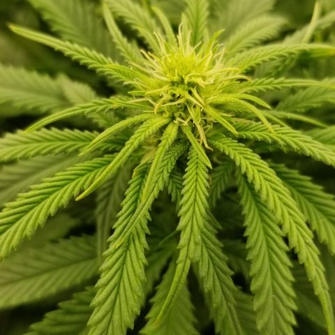 Gelat.OG growlog timeline photo