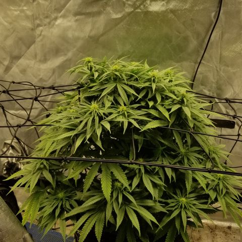 Gelat.OG growlog timeline photo