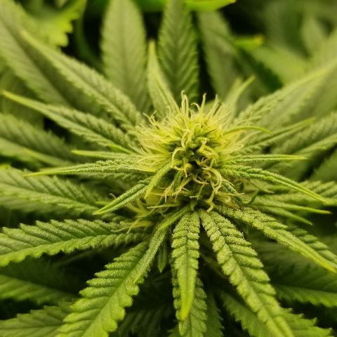 Gelat.OG growlog timeline photo