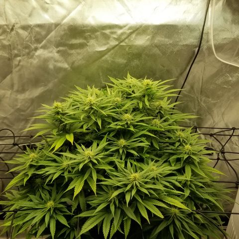Gelat.OG growlog timeline photo