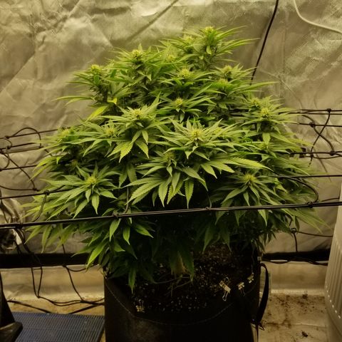 Gelat.OG growlog timeline photo