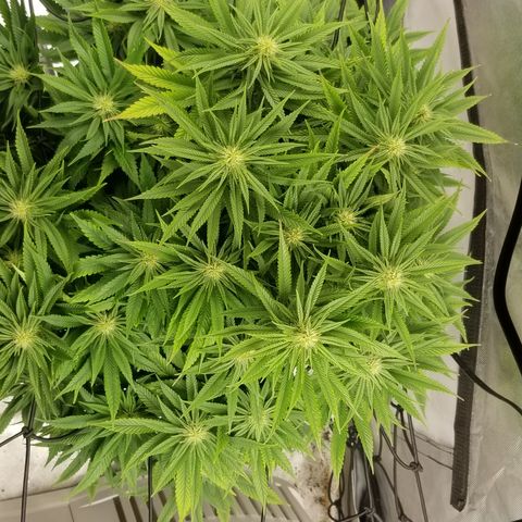 Gelat.OG growlog timeline photo