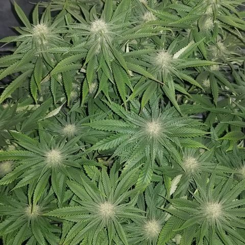 Gelat.OG growlog timeline photo