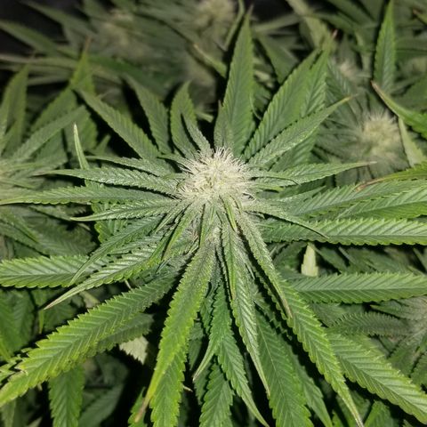 Gelat.OG growlog timeline photo