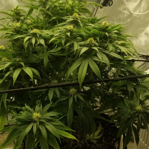 Gelat.OG growlog timeline photo