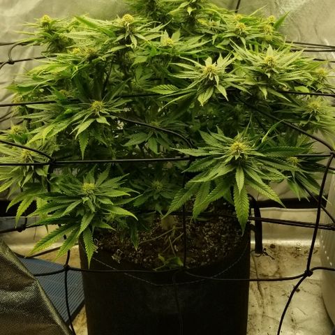 Gelat.OG growlog timeline photo