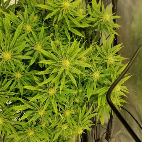 Gelat.OG growlog timeline photo